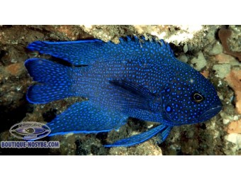 https://www.boutique-nosybe.com/7438-thickbox_default/paraplesiops-meleagris.jpg