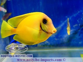 https://www.boutique-nosybe.com/7444-thickbox_default/acanthurus-pyroferus-jaune.jpg