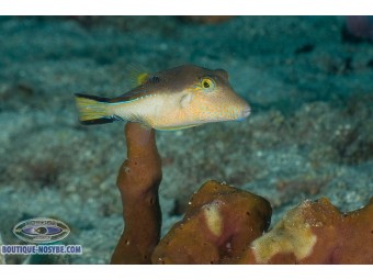 https://www.boutique-nosybe.com/7449-thickbox_default/canthigaster-rostrata.jpg