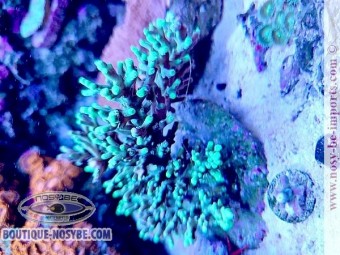 https://www.boutique-nosybe.com/7450-thickbox_default/acropora-turaki.jpg