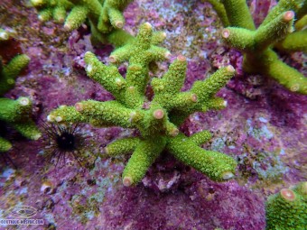 https://www.boutique-nosybe.com/7453-thickbox_default/acropora-papillare.jpg