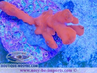 https://www.boutique-nosybe.com/7457-thickbox_default/montipora-setosa.jpg
