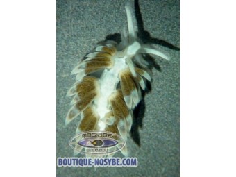 https://www.boutique-nosybe.com/7459-thickbox_default/berghia-verrucicornis.jpg