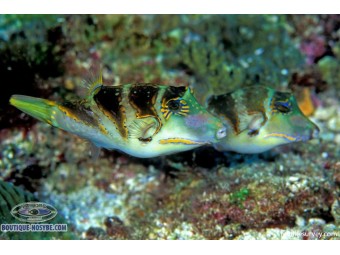 https://www.boutique-nosybe.com/7461-thickbox_default/canthigaster-coronata.jpg