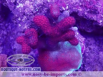 https://www.boutique-nosybe.com/7462-thickbox_default/montipora-sp-wysiwyg-19022025-1.jpg