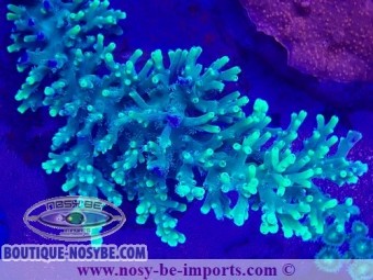 https://www.boutique-nosybe.com/7465-thickbox_default/acropora-turaki-wysiwyg-19022025-2.jpg