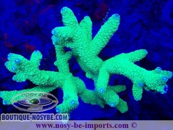 https://www.boutique-nosybe.com/7470-thickbox_default/acropora-papillare-wysiwyg-19022025-3.jpg