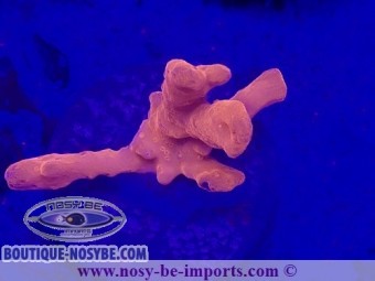 https://www.boutique-nosybe.com/7471-thickbox_default/montipora-setosa-wysiwyg-19022025-4.jpg