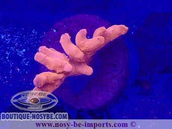 https://www.boutique-nosybe.com/7473-thickbox_default/montipora-setosa-wysiwyg-19022025-5.jpg