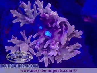 https://www.boutique-nosybe.com/7475-thickbox_default/acropora-carduus-wysiwyg-19022025-6.jpg