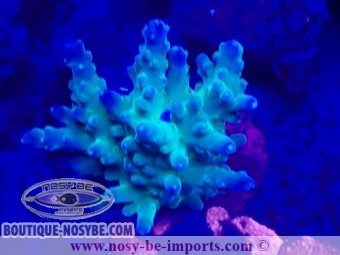 https://www.boutique-nosybe.com/7479-thickbox_default/acropora-aspera-wyiwyg.jpg