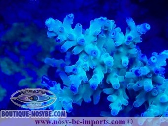 https://www.boutique-nosybe.com/7481-thickbox_default/acropora-granulosa-wysiwyg-19022025-9.jpg