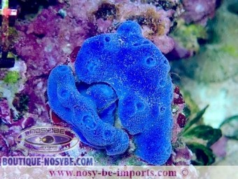 https://www.boutique-nosybe.com/7489-thickbox_default/haliclona-sp-wysiwyg-19022025-12.jpg