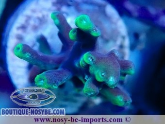 https://www.boutique-nosybe.com/7491-thickbox_default/acropora-turaki-wysiwyg-19022025-14.jpg