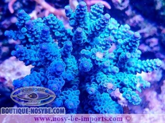 https://www.boutique-nosybe.com/7495-thickbox_default/acropora-tenuis-wysiwyg-19022025-16.jpg