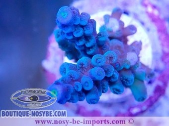 https://www.boutique-nosybe.com/7496-thickbox_default/acropora-tenuis-wysiwyg-19022025-17.jpg