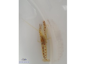 https://www.boutique-nosybe.com/7497-thickbox_default/alpheus-rubromarginatus.jpg