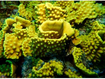 https://www.boutique-nosybe.com/7503-thickbox_default/turbinaria-reniformis.jpg