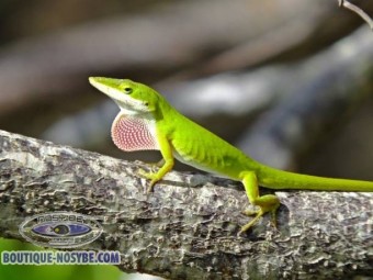 https://www.boutique-nosybe.com/7505-thickbox_default/anolis-carolinensis.jpg