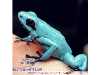 https://www.boutique-nosybe.com/7506-thickbox_default/adelphobates-galactonotus-solid-blue.jpg