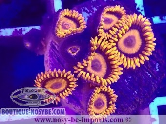 https://www.boutique-nosybe.com/7511-thickbox_default/zoanthus-sp-usa-orange-fluo.jpg