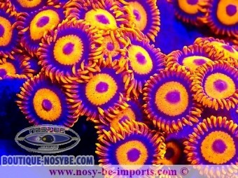 https://www.boutique-nosybe.com/7513-thickbox_default/zoanthus-sp-usa-wysiwyg-05032025-1.jpg