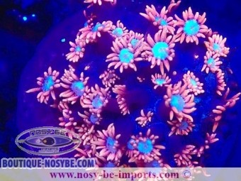 https://www.boutique-nosybe.com/7515-thickbox_default/gonipora-sp-wysiwyg-05032025-3.jpg