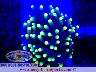 https://www.boutique-nosybe.com/7517-thickbox_default/euphyllia-g-rasta-wysiwyg-05032025-4.jpg