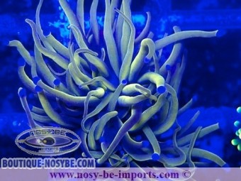 https://www.boutique-nosybe.com/7518-thickbox_default/euphyllia-glabrescens-wysiwyg-05032025-5.jpg