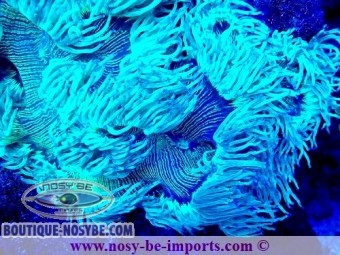 https://www.boutique-nosybe.com/7523-thickbox_default/catalaphyllia-jardinei-wysiwyg-05032025-7.jpg