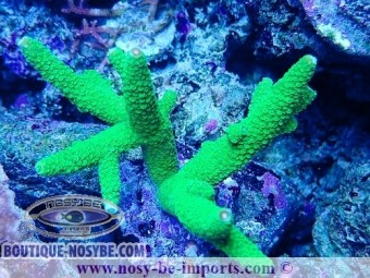 https://www.boutique-nosybe.com/7527-thickbox_default/acropora-papillare-wysiwyg-05032025-10.jpg
