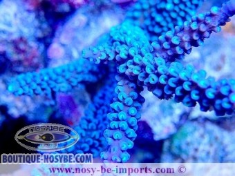 https://www.boutique-nosybe.com/7529-thickbox_default/acropora-hoeksemai-wysiwyg-05032025-11.jpg