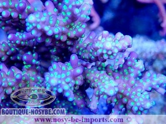 https://www.boutique-nosybe.com/7532-thickbox_default/acropora-nana-wysiwyg-05032025-12.jpg