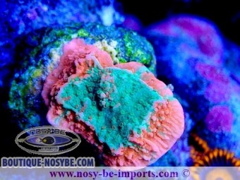 https://www.boutique-nosybe.com/7534-thickbox_default/montipora-sp-wysiwyg-05032025-13.jpg