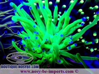 https://www.boutique-nosybe.com/7540-thickbox_default/euphyllia-glabrescens-wysiwyg-14032025-1.jpg