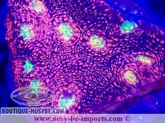 https://www.boutique-nosybe.com/7543-thickbox_default/echinophyllia-sp-wysiwyg-14032025-2.jpg
