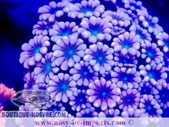 https://www.boutique-nosybe.com/7545-thickbox_default/alveopora-sp-wysiwyg-14032025-3.jpg