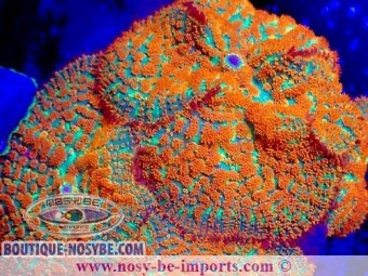 https://www.boutique-nosybe.com/7547-thickbox_default/rhodactis-sp-wysiwyg-14032025-5.jpg