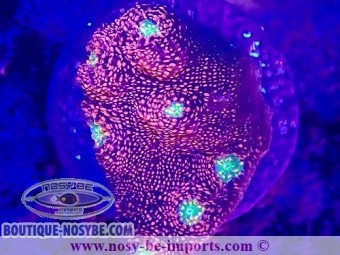https://www.boutique-nosybe.com/7549-thickbox_default/echinophyllia-sp-wysiwyg-14032025-6.jpg