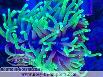 https://www.boutique-nosybe.com/7551-thickbox_default/euphyllia-glabrescens-wysiwyg-14032025-7.jpg