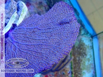 https://www.boutique-nosybe.com/7552-thickbox_default/gorgonia-ventalina-wysiwyg-14032025-8.jpg