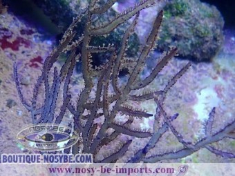 https://www.boutique-nosybe.com/7553-thickbox_default/pterogorgia-anceps-wysiwyg-14032025-9.jpg