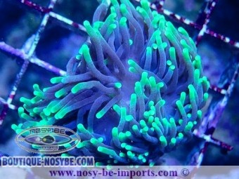 https://www.boutique-nosybe.com/7555-thickbox_default/euphyllia-glabescens-wysiwyg-14032025-9.jpg
