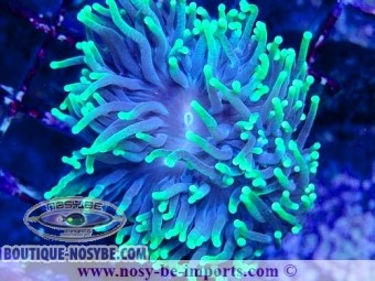 https://www.boutique-nosybe.com/7556-thickbox_default/euphyllia-glabrescens-wysiwyg-14032025-10.jpg