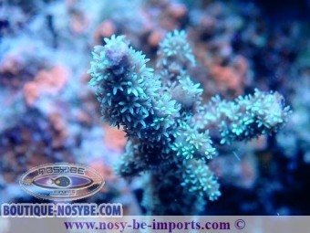 https://www.boutique-nosybe.com/7558-thickbox_default/acropora-horrida-wysiwyg-14032025-11.jpg