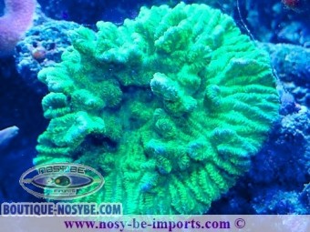 https://www.boutique-nosybe.com/7561-thickbox_default/merulina-ampliata-wysiwyg-14032025-12.jpg