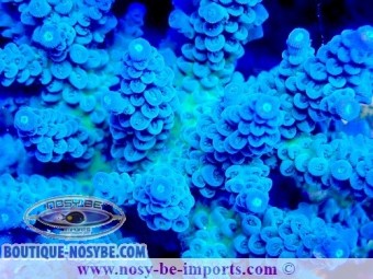 https://www.boutique-nosybe.com/7563-thickbox_default/acropora-tenuis-wysiwyg-14032025-13.jpg