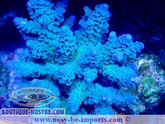 https://www.boutique-nosybe.com/7564-thickbox_default/acropora-tenuis-wysiwyg-14032025-14.jpg