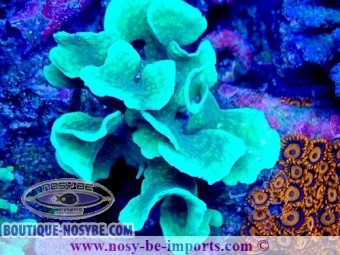 https://www.boutique-nosybe.com/7567-thickbox_default/pavona-cactus-wysiwyg-14032025-15.jpg