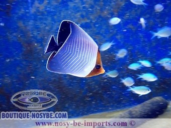 https://www.boutique-nosybe.com/7570-thickbox_default/chaetodon-larvatus.jpg